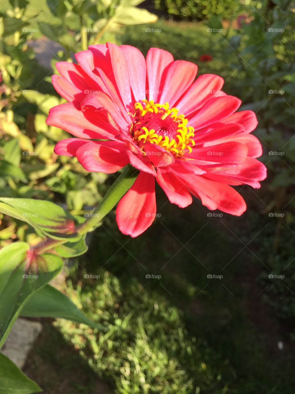 Zinnia in evening light
