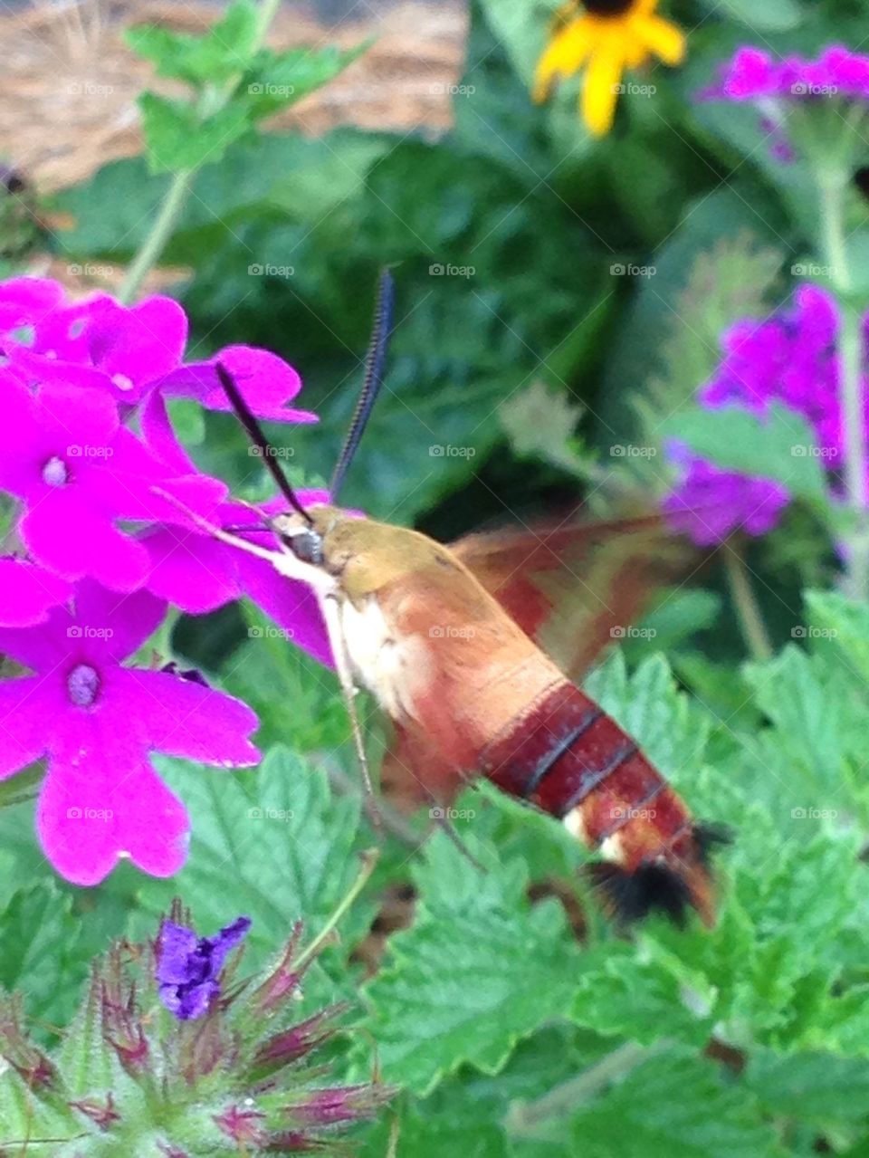 Hummingbird clear wing moth