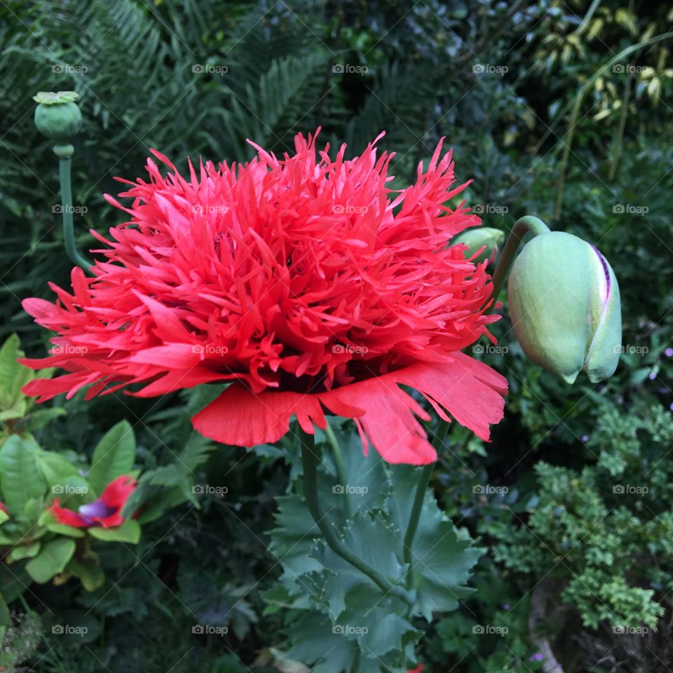 Wild frilled poppy that randomly grew in my garden ... short lived flower as petals dropped quickly ... blown off by the wind ❤️