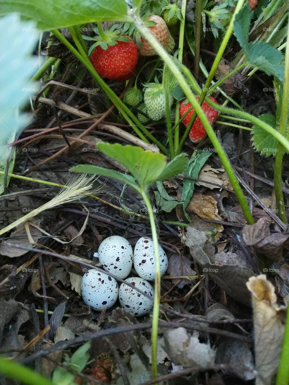quail eggs in the strawberry field