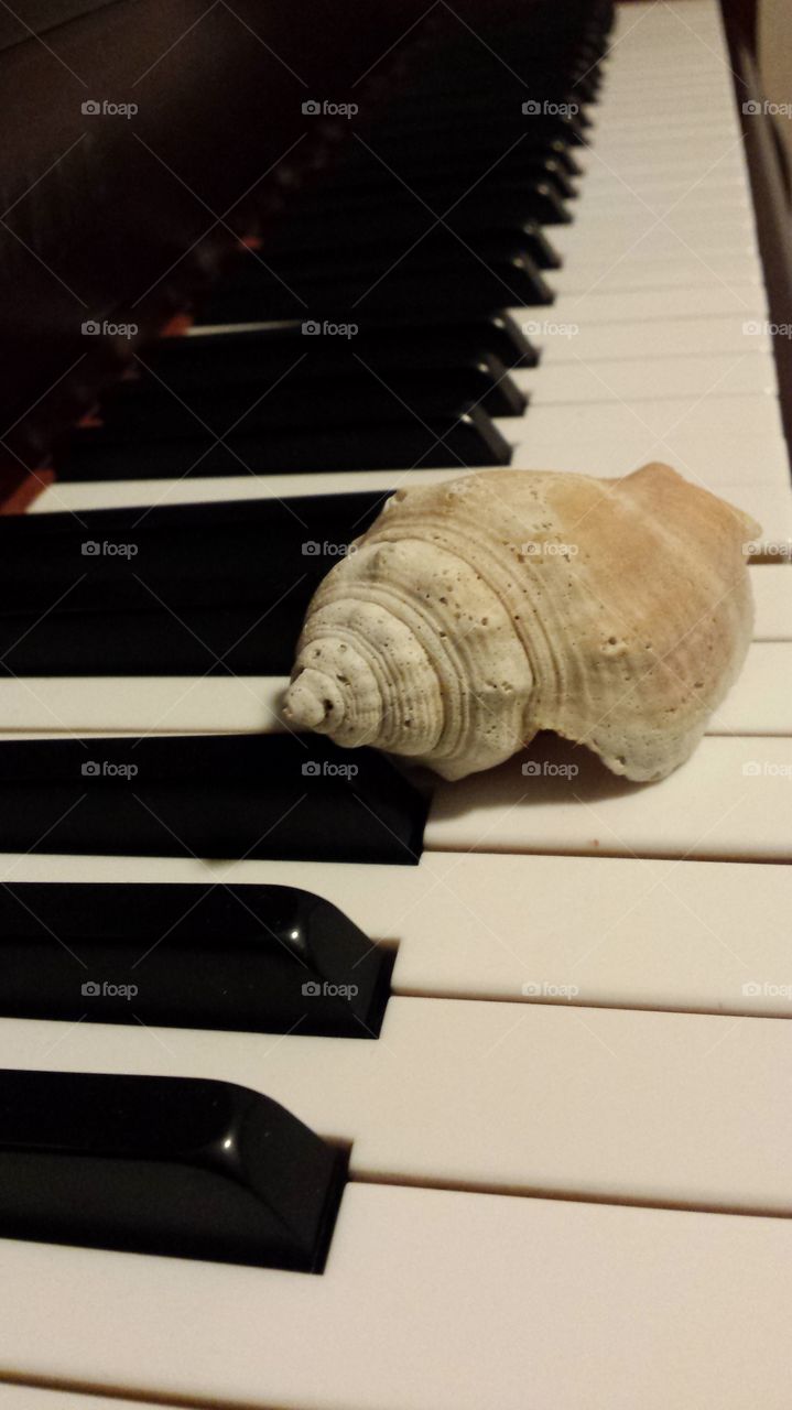 piano and sea shell