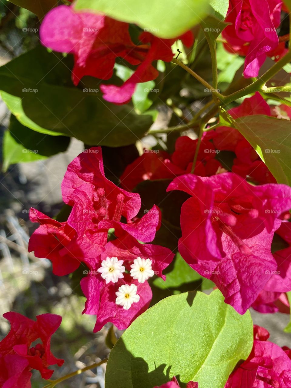 Tropical flower in my garden 