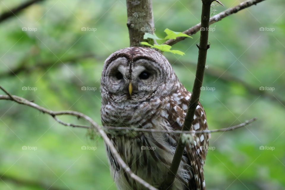 Selfie, owl style