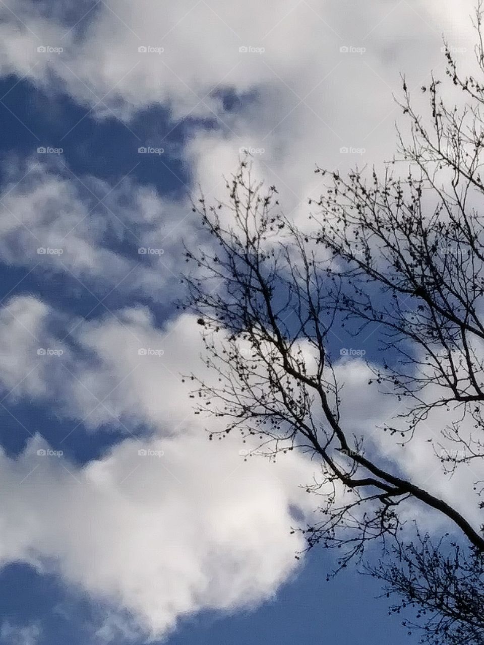 branches reaching for the clouds