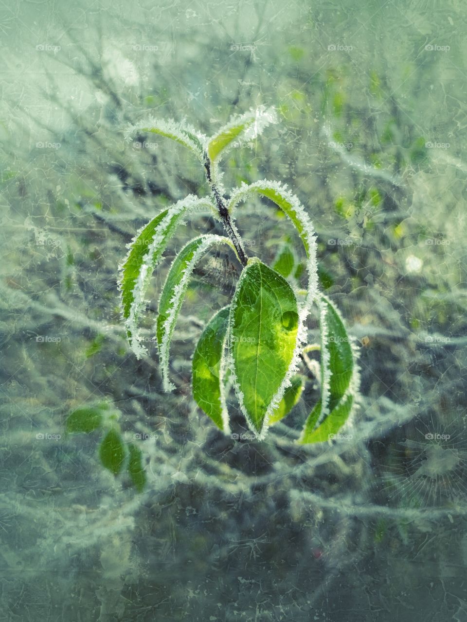 The Little Brave Plant in Cold Winter Time