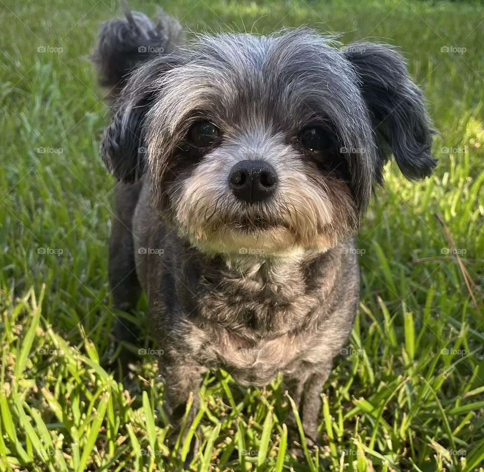 Molly
