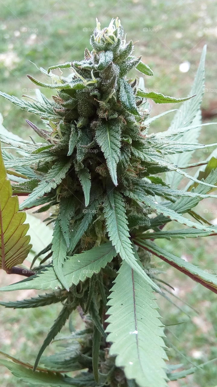 Cannabis Bud