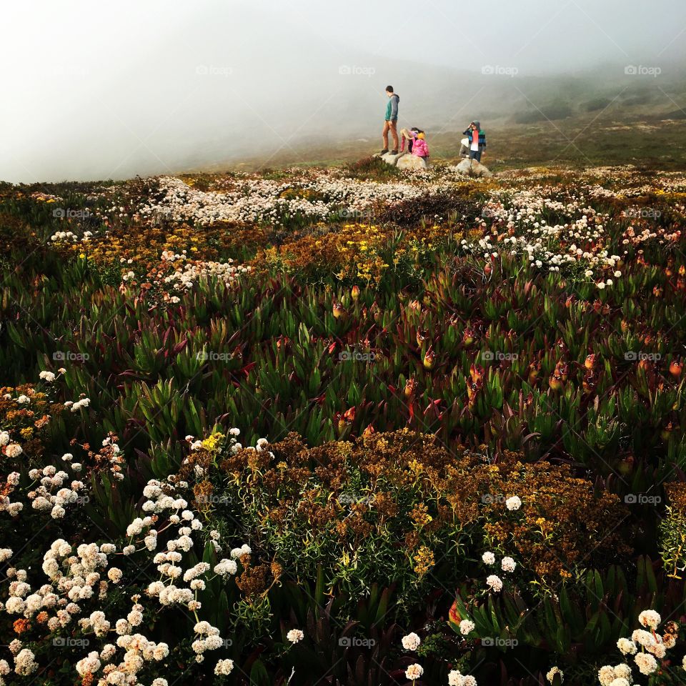 People hiking on the flower field
