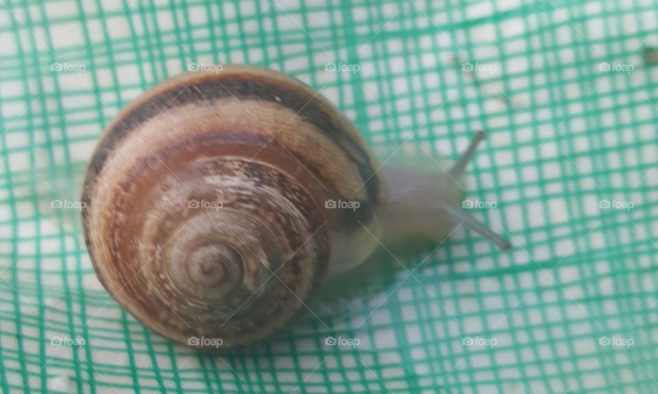 snail