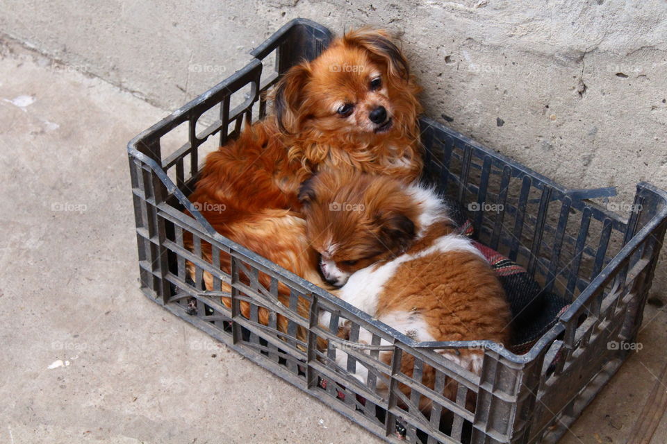 Beautiful small dogs mother and son in a plastic box
