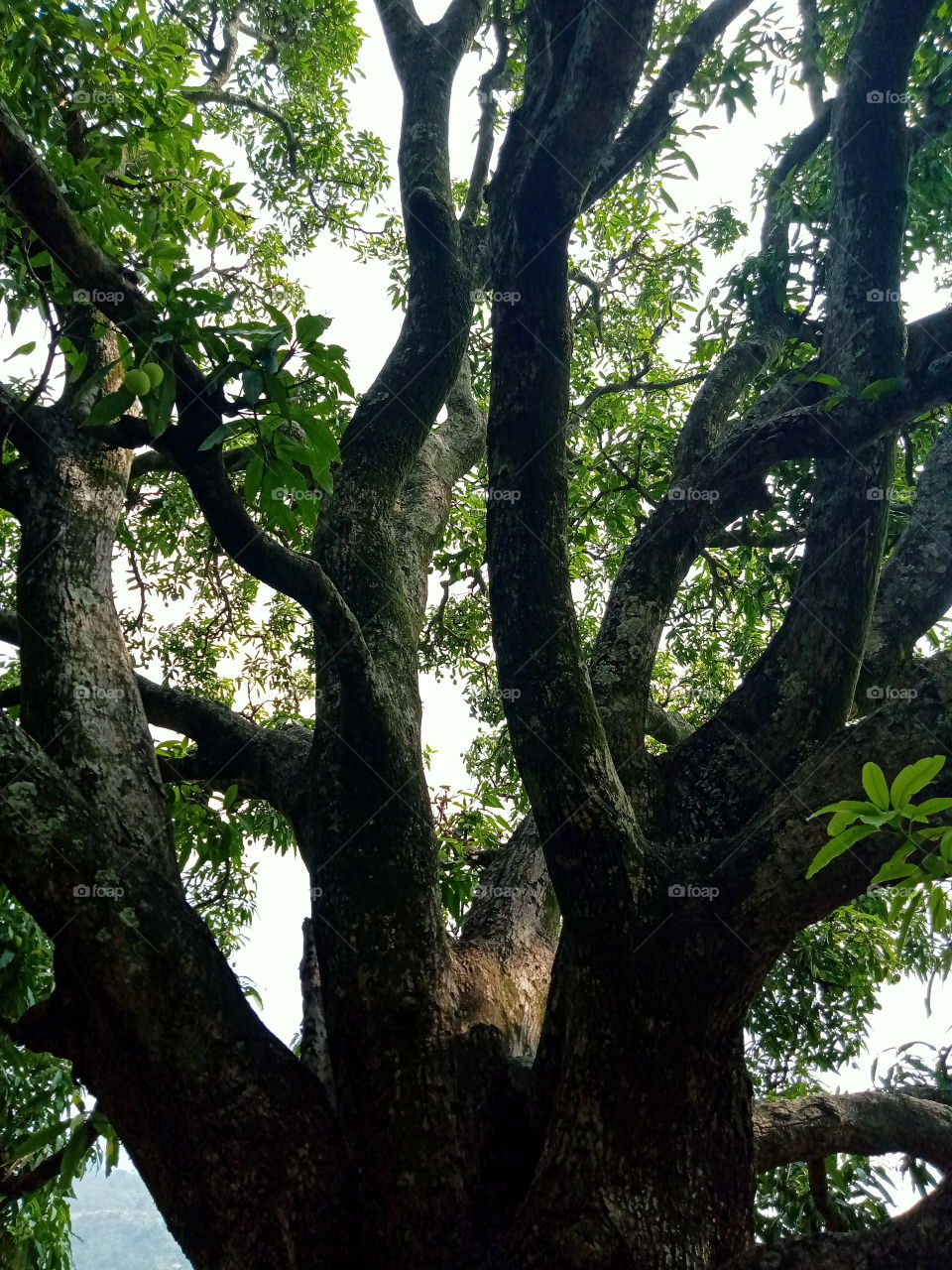 Coexistence. Pipal tree (Ficus religiosa) and mango tree