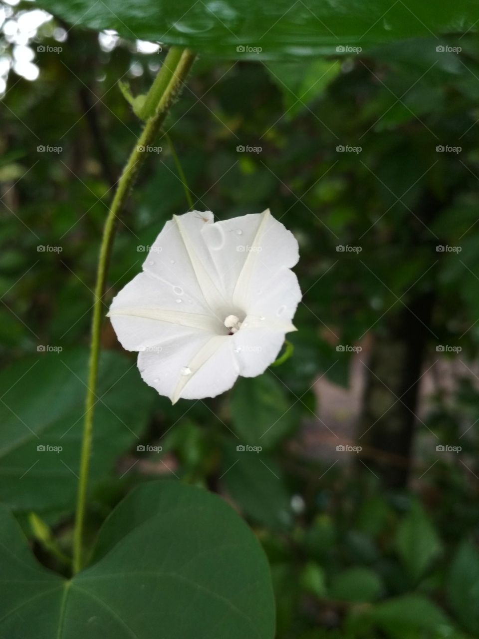 buflowerh white