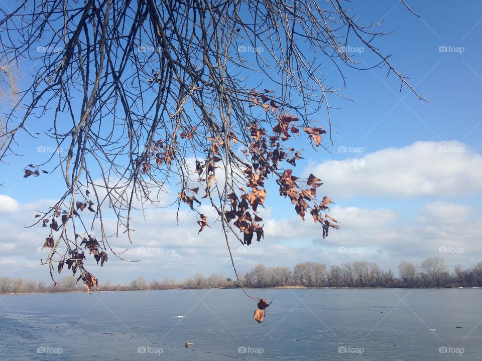 Winter, Snow, Tree, Landscape, Cold