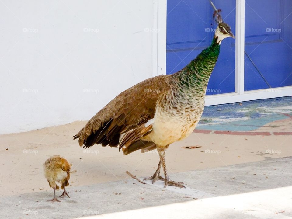 Daddy and baby peacocks. These peacocks come to visit us every morning when we were on vacation in St. John, USVI.