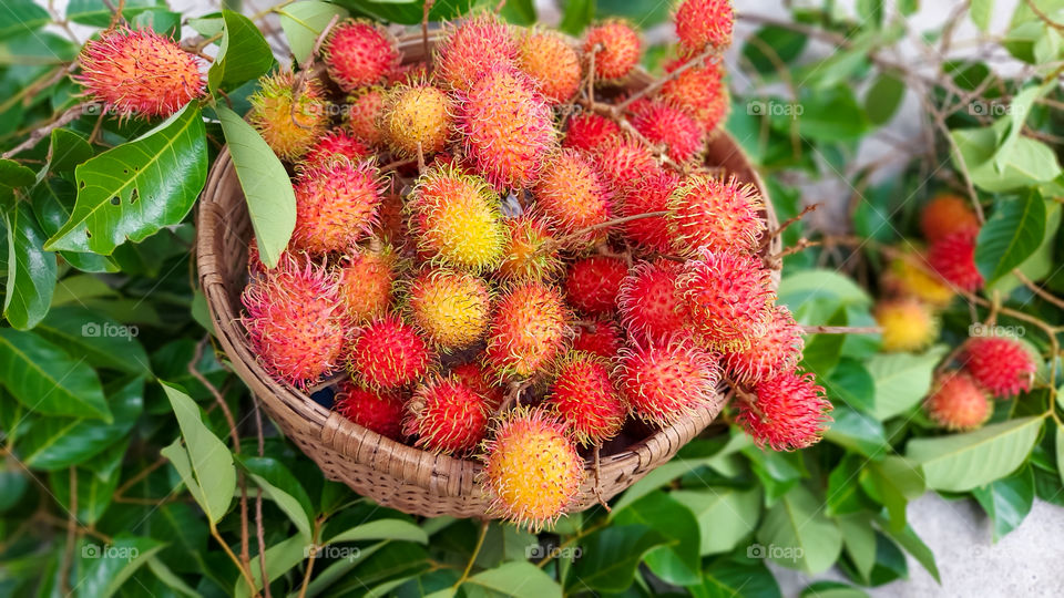 Rumbutan fruit in the basket 