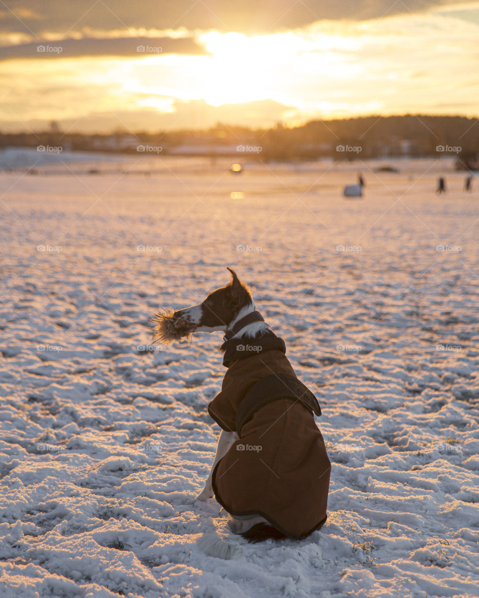 Playful dog with a furry toy sitting with a dog rug blanket clothing and looking at the sunset snowy landscape