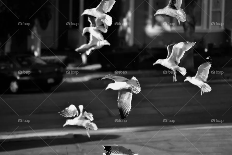 Black and White Birds in Flight