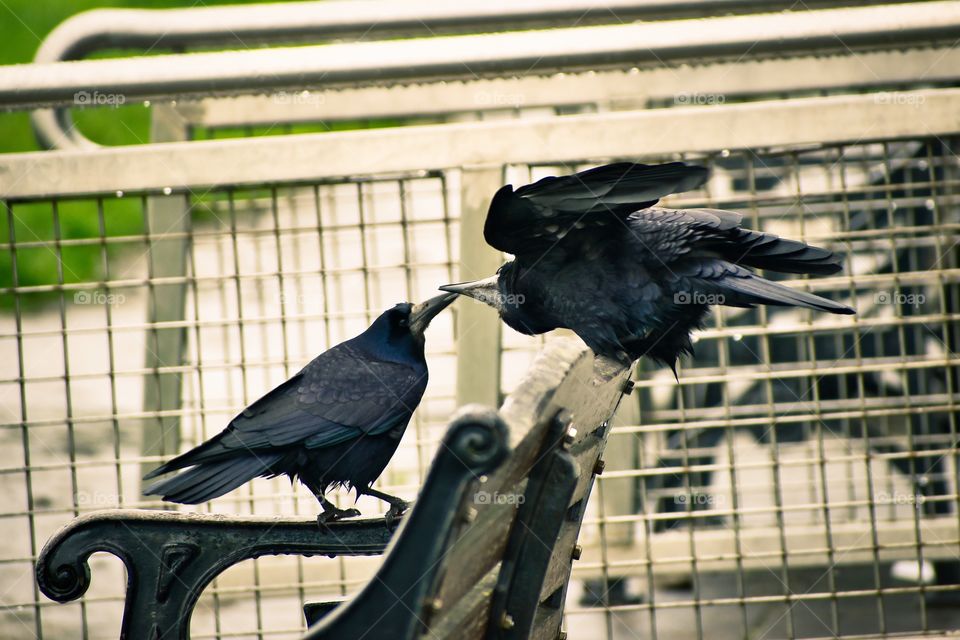 Black birds kissing