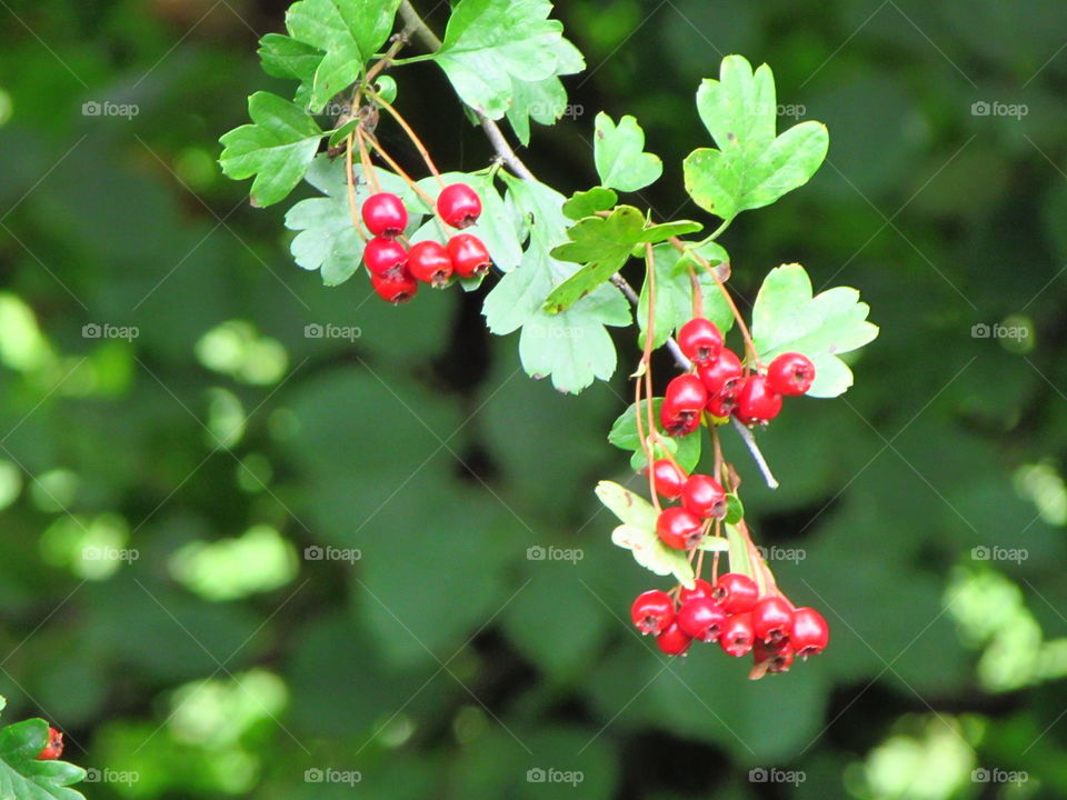 Autumn berries