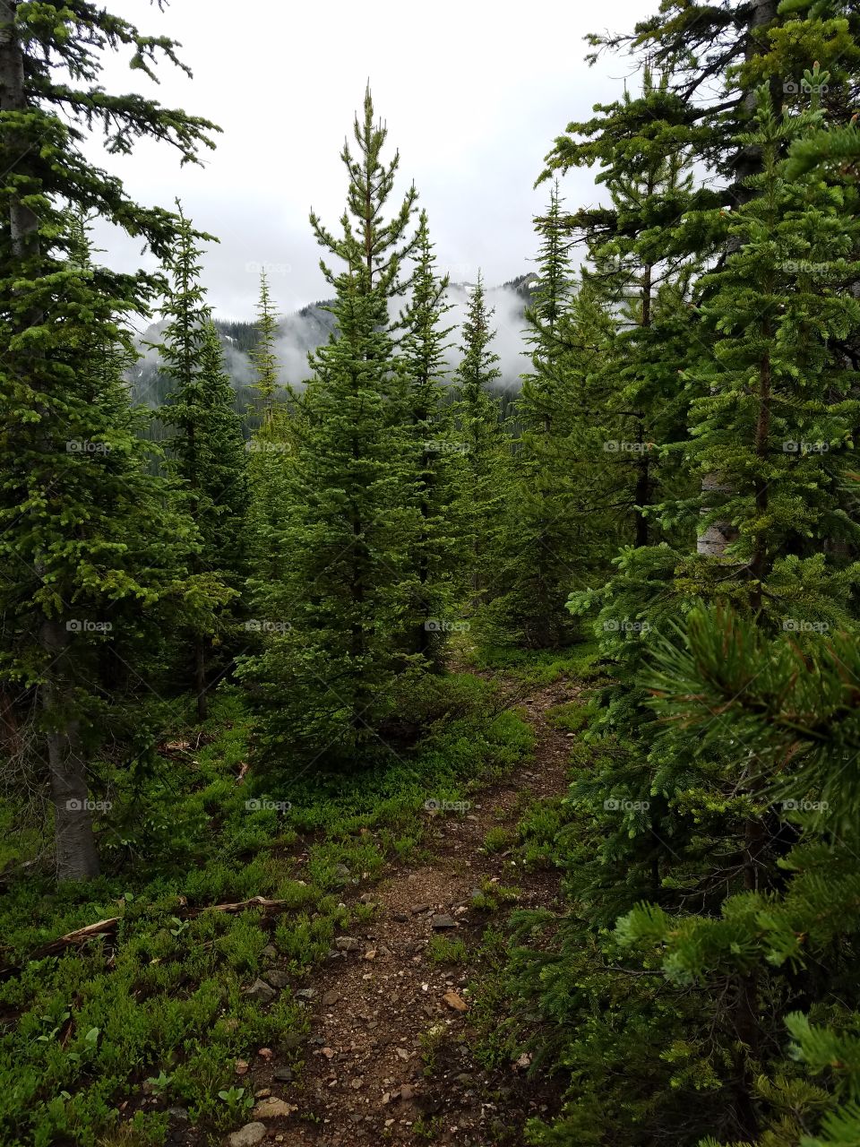 An overgrown path winds down a mountainside through an evergreen forest on a cloudy day.
