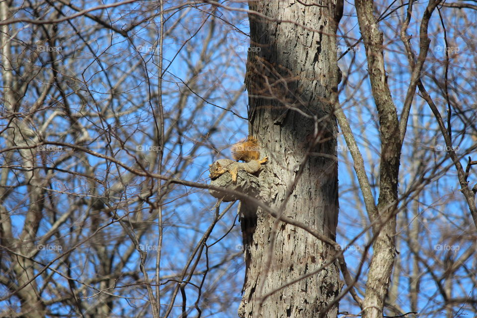 sunbathing squirrel