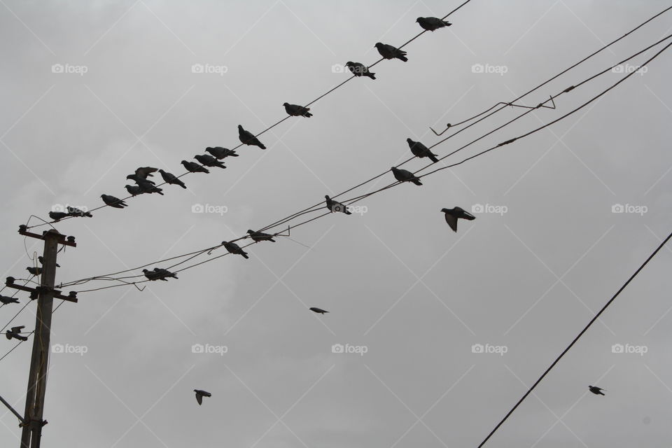 Pigeons Wired