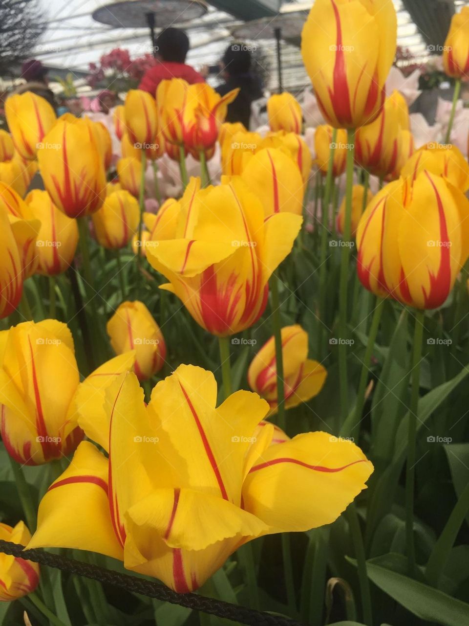 Tulips from Holland