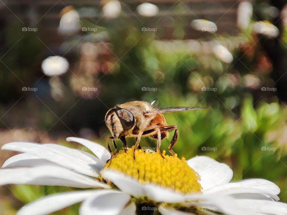 Bee on a flower