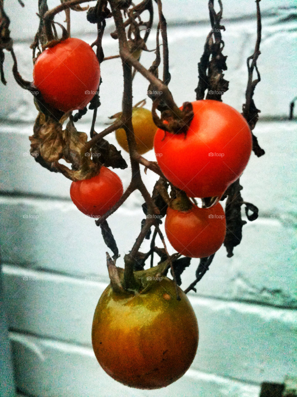 autumn tomatoes by lagerman