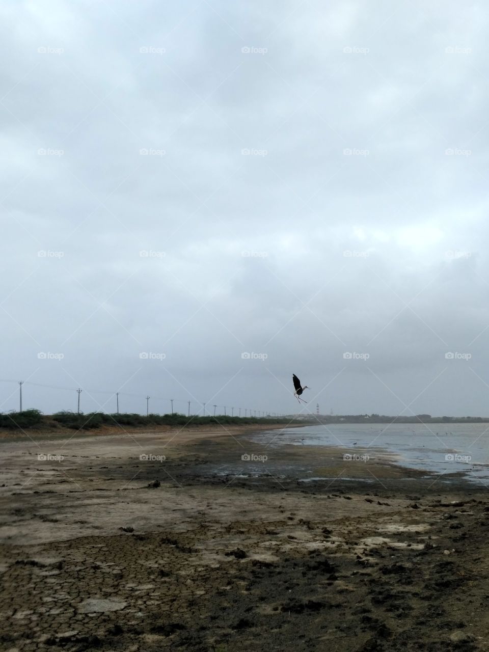 bird flying in lake placid