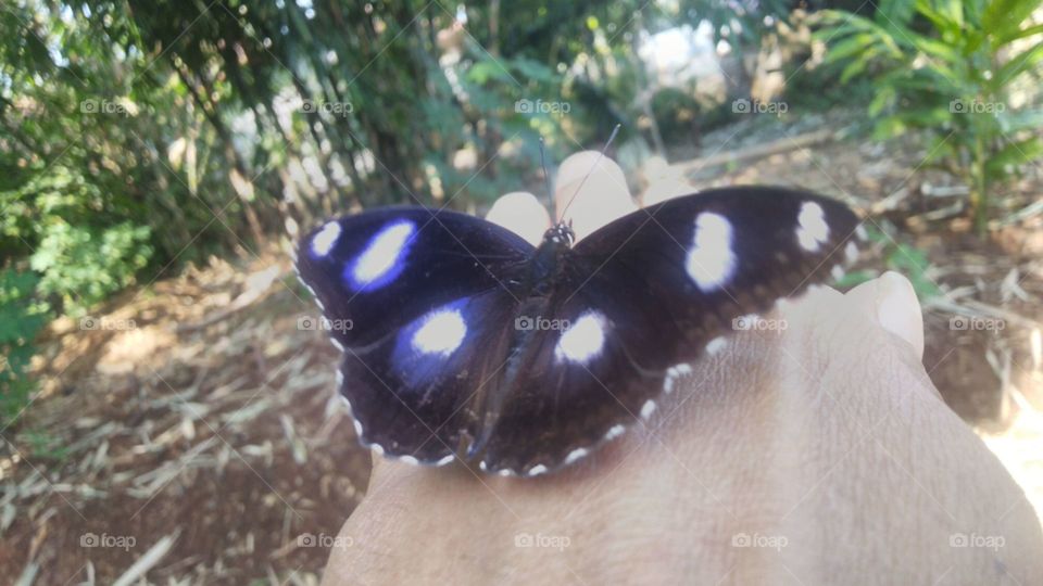 This beautiful butterfly is tame.
