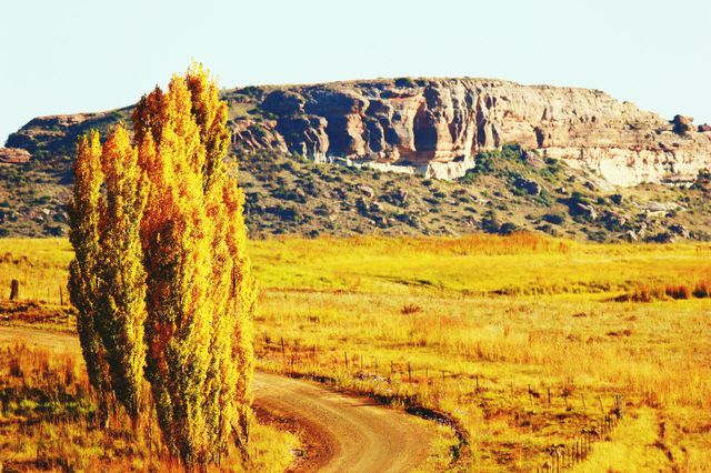beautiful trees