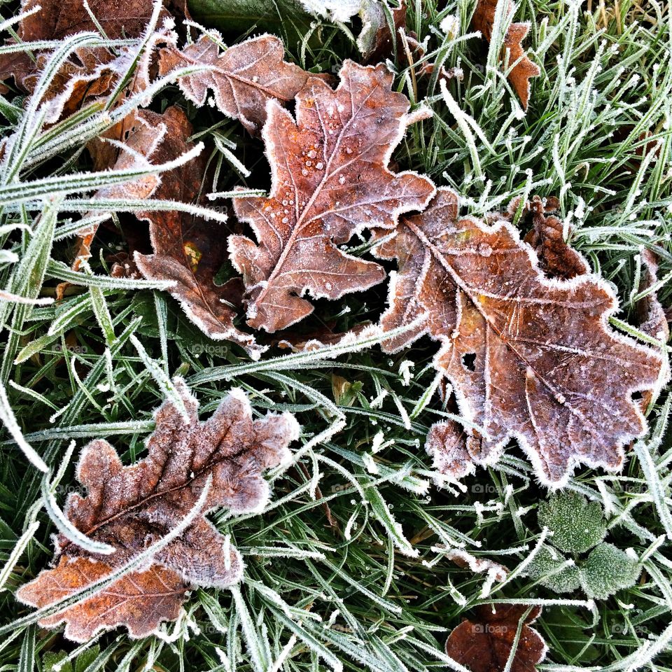 Leaf, Nature, Frost, Fall, Flora