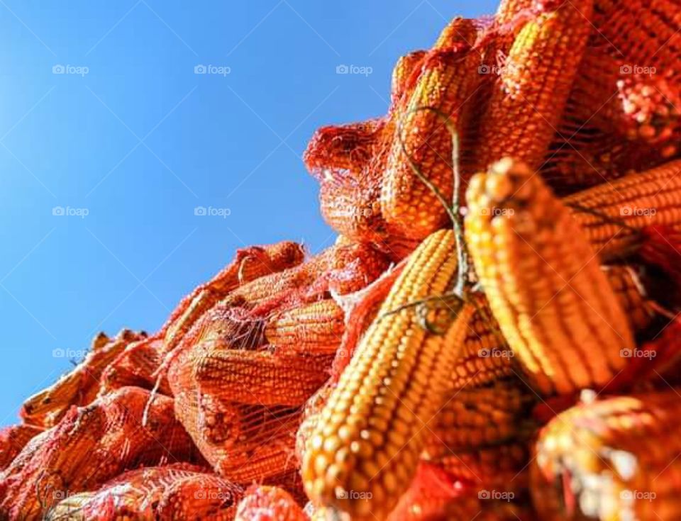 Maize