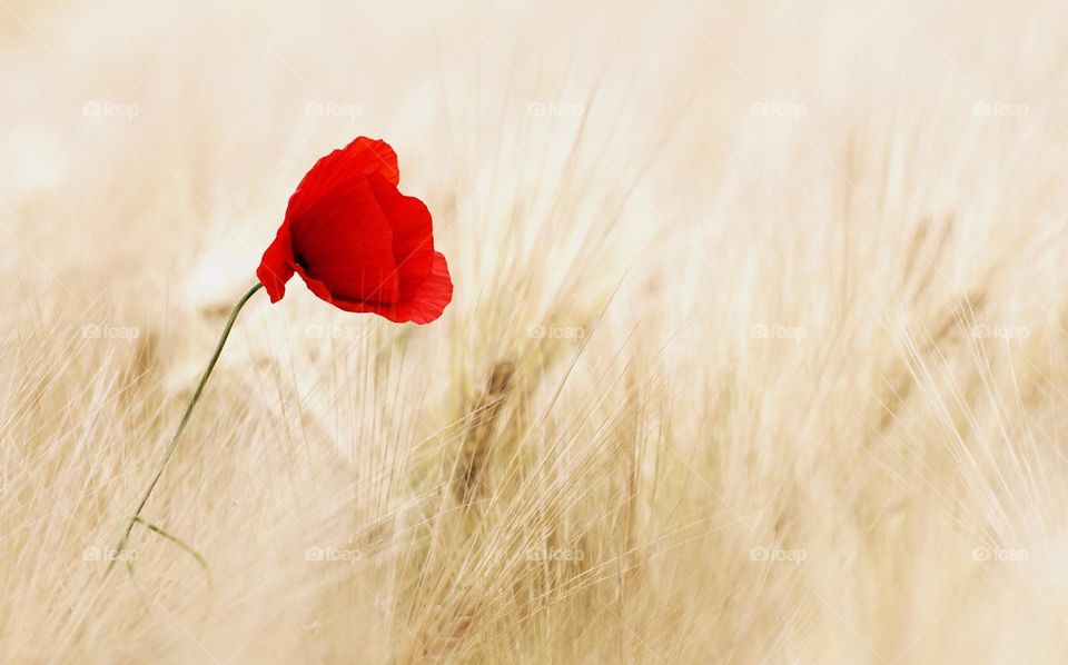 Red rose in a wheat field