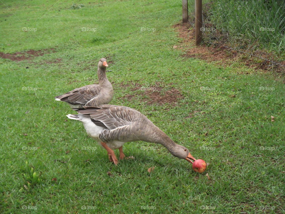 duck goose eating Apple in grass