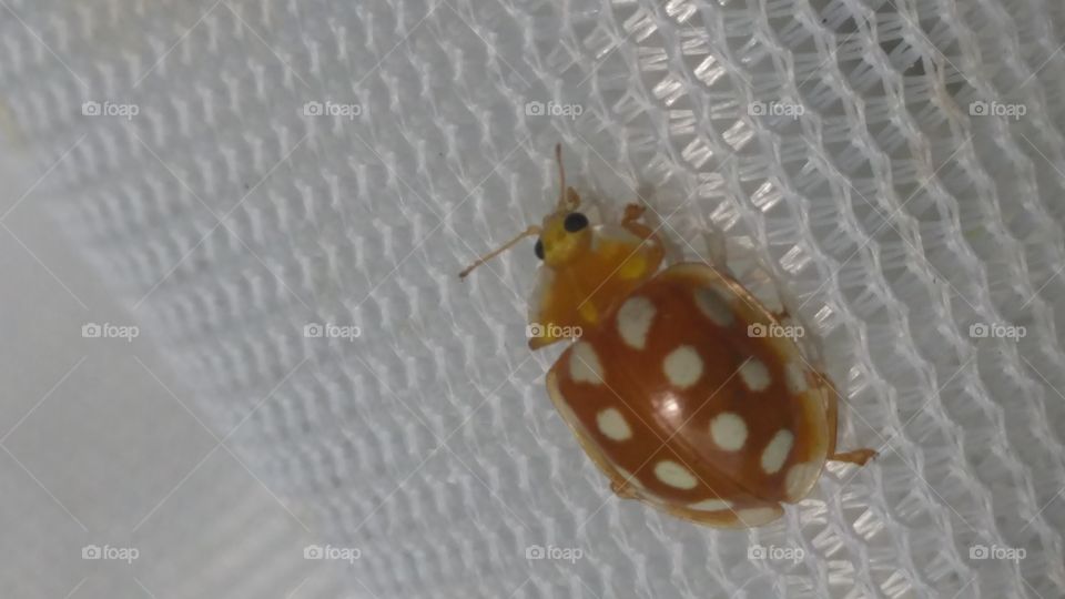 Orange ladybird caught in sweep net