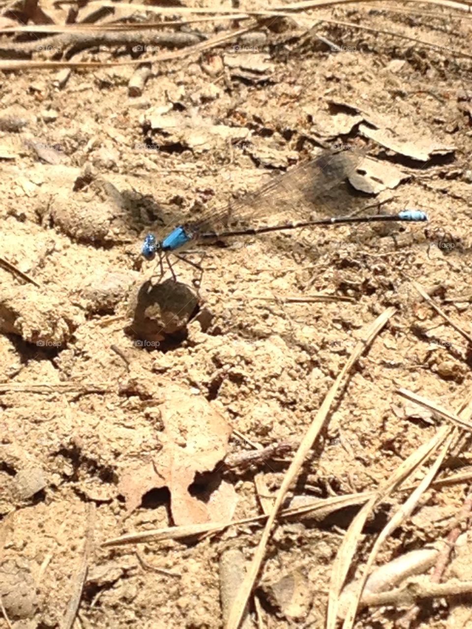 Blue, blue dragonfly