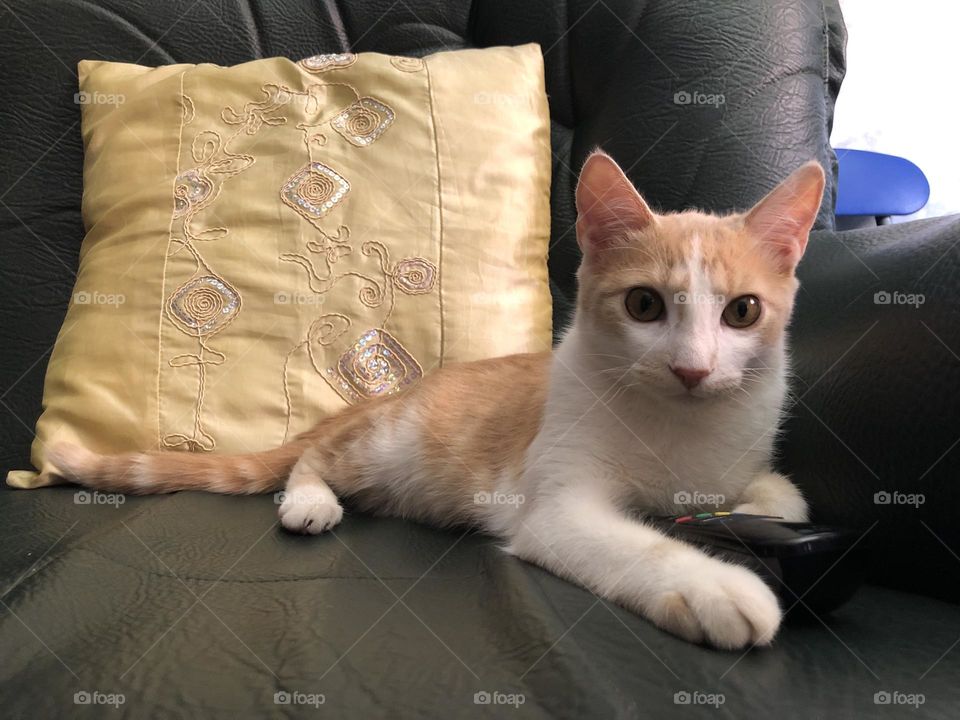 Beautiful cat looking at camera.