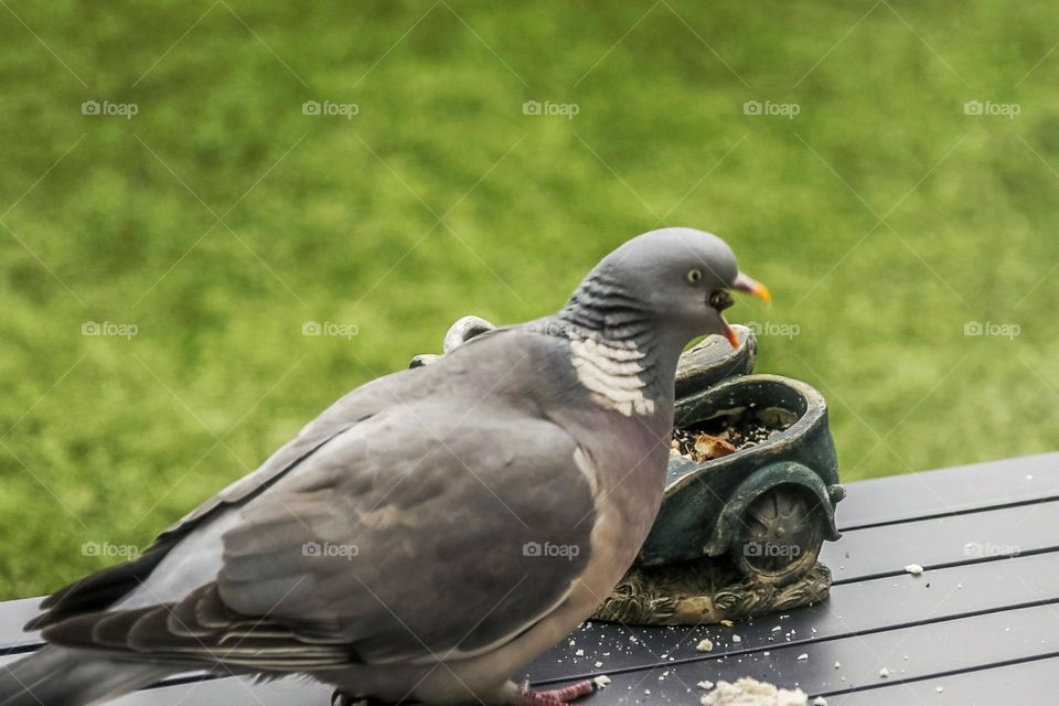 Pigeon
