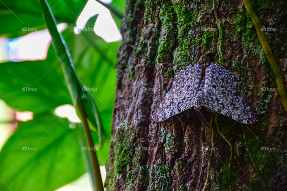 Butterfly, borboleta, Papillon, não importa o idioma, mas sim a beleza...
