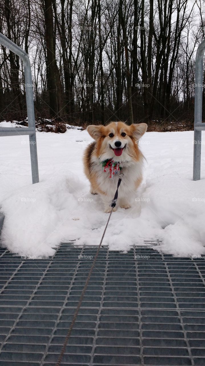 Christmas Corgi