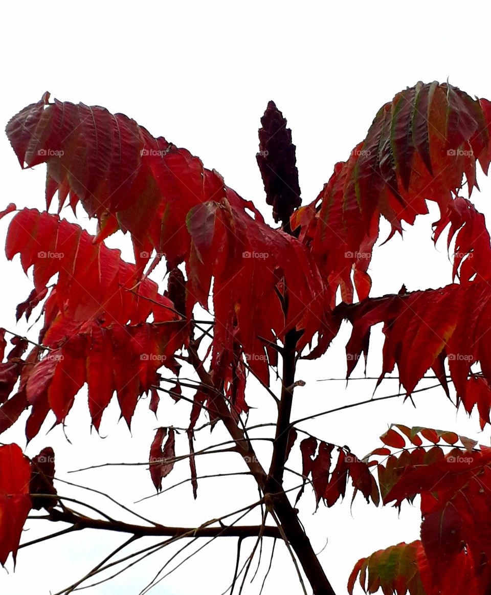 red autumn coloured sumac leaves