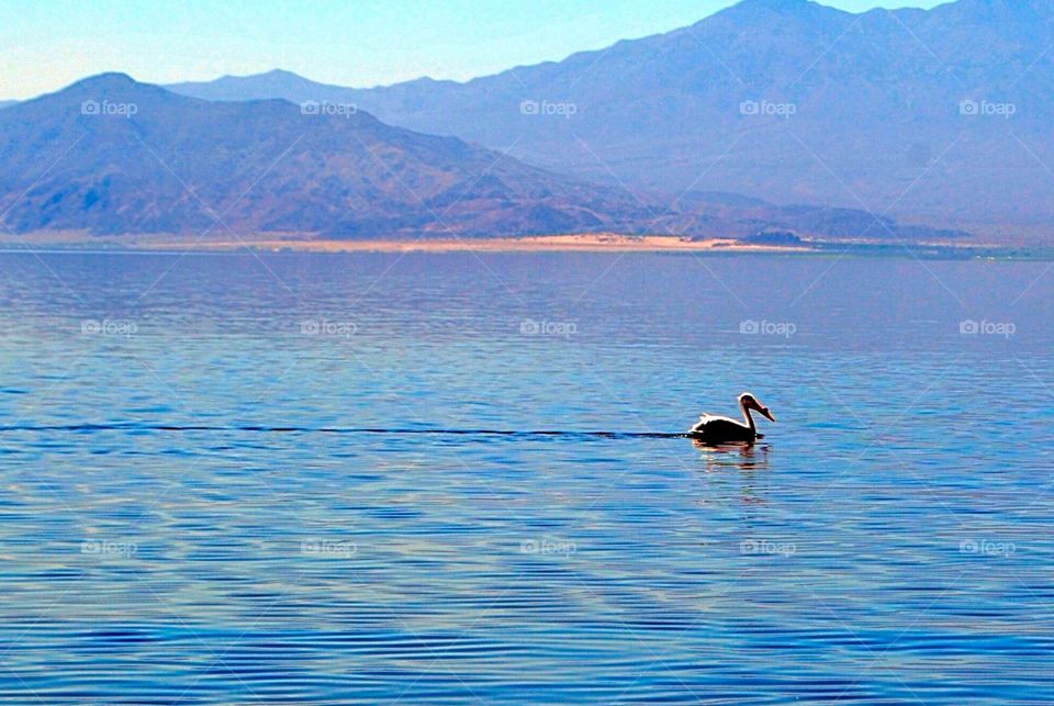 Pelican swimming on Salton Sea