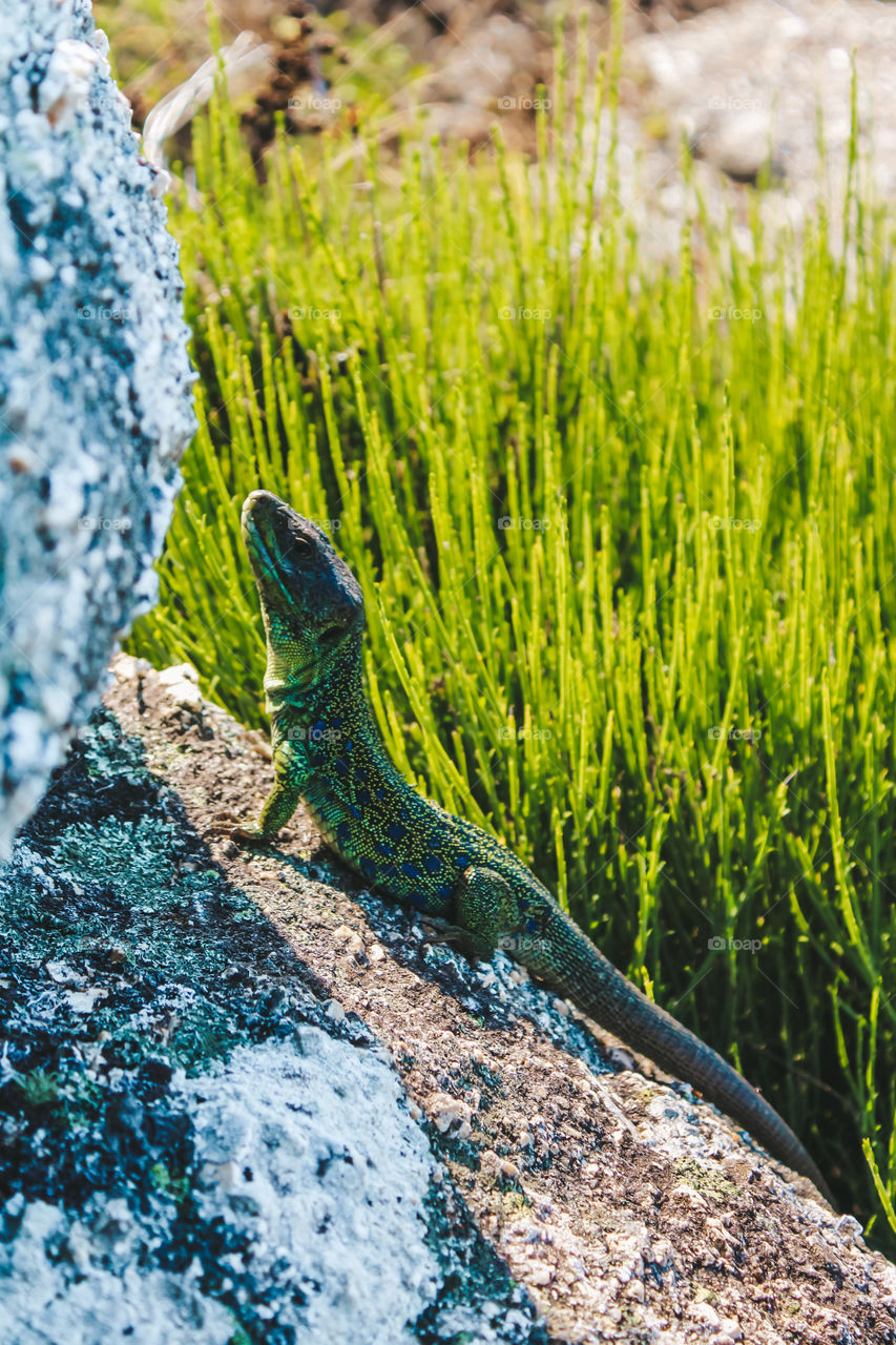 Nature posing