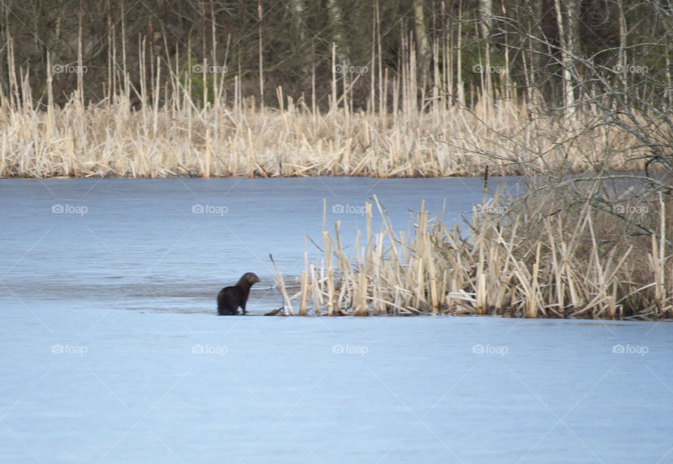 Mink on the ice of forest lake - mink på isen 
