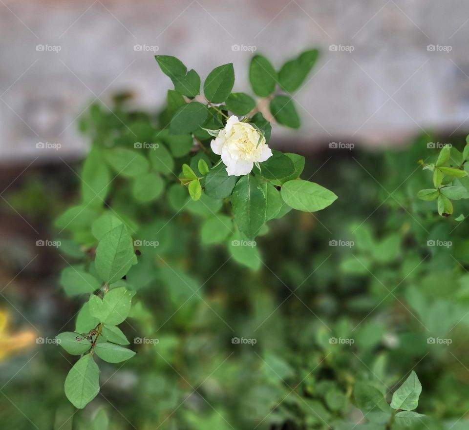 serie móvil plantas