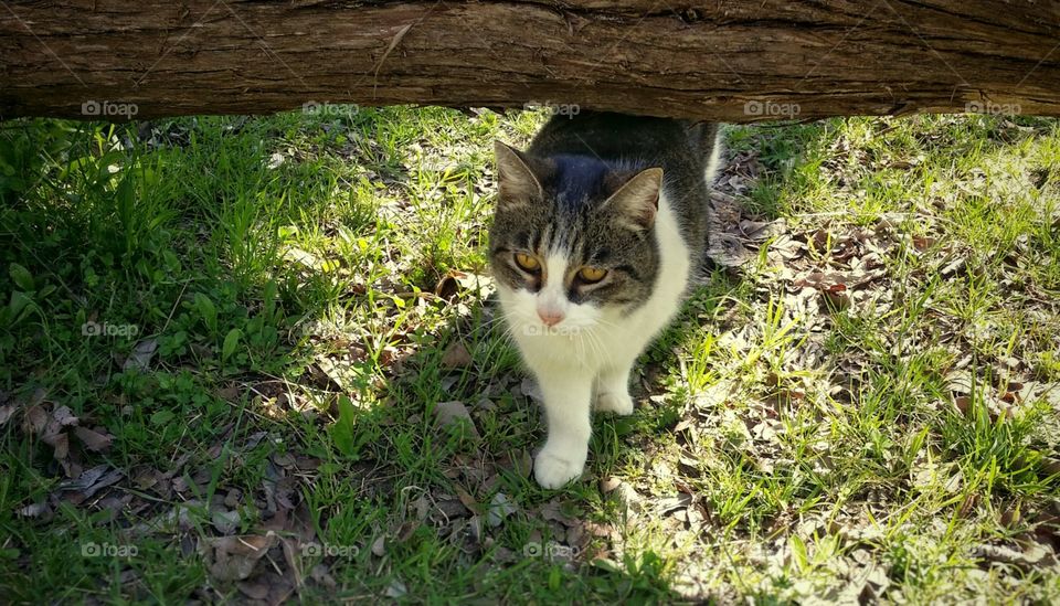 Cat Walking Under a Tree