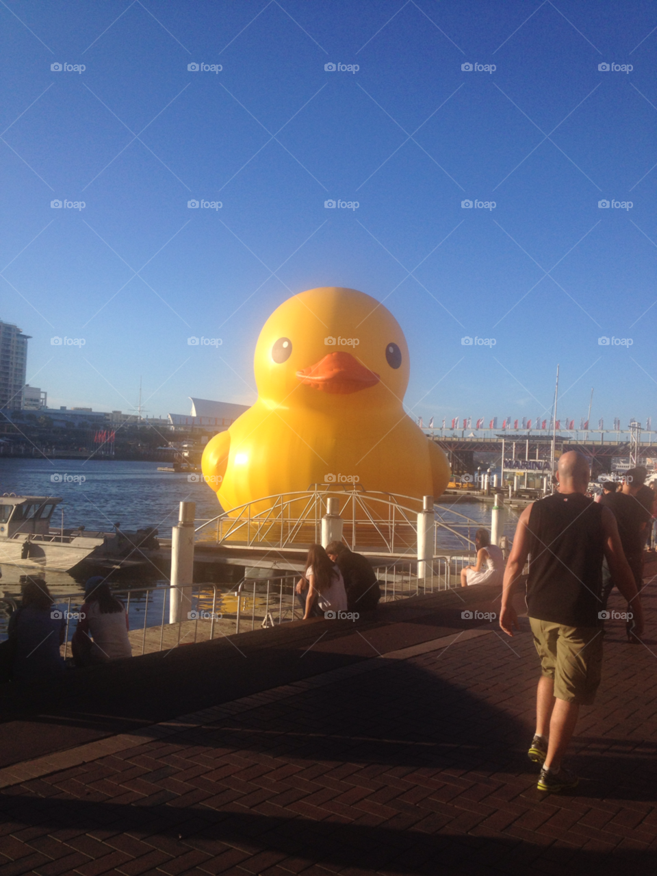 sydney darling harbour giant duck giant duck sydney by dannyzl