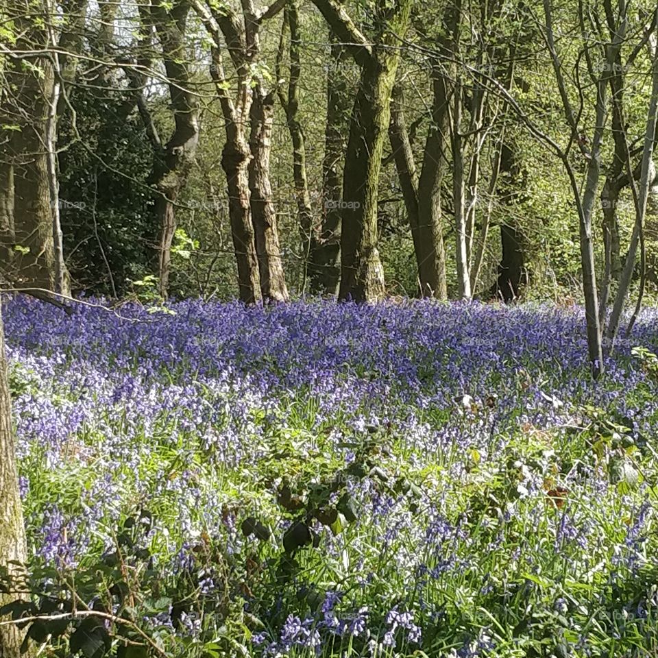 bluebells
